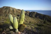 Tui De Roy - Cardon cactus in dry arroyo, Sea of Cortez, Baja California, Mexico