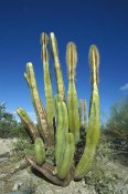 Tui De Roy - Old Man Cactus in Sonoran desert landscape, Baja California, Mexico