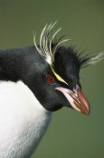 Tui De Roy - Rockhopper Penguin portrait, Penguin Bay, Campbell Island, New Zealand