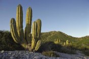 Tui De Roy - Giant Cardon cactus Santa Catalina Island, Sea of Cortez, Baja California, Mexico