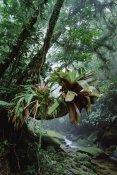 Tui De Roy - Bromeliads growing in trees along stream in Bocaina National Park, Atlantic Forest, Brazil