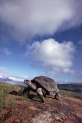 Tui De Roy - Galapagos Tortoise on caldera rim, Alcedo Volcano, Isabella Island, Galapagos Islands, Ecuador