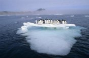 Tui De Roy - Adelie Penguin group crowding on melting summer ice floe, Possession Island, Ross Sea, Antarctica