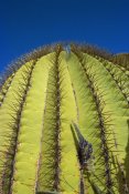 Tui De Roy - Giant Barrel Cactus detail of spines, Santa Catalina Island, Sea of Cortez, Baja California, Mexico