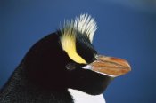 Tui De Roy - Erect-crested Penguin close-up portrait, restricted to Proclamation Island, Bounty Islands, New Zealand