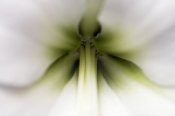 Jasper Doest - Amaryllis flower, Netherlands