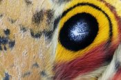 Jasper Doest - Io Moth Wing with Eye-spot, Texas