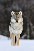 Jasper Doest - Gray Wolf standing in the snow, Norway