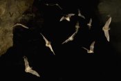 Michael Durham - Brazilian Free-tailed Bat group emerging from James Eckert River Bat Cave at dusk, Texas