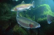 Michael Durham - Rainbow Trout pair underwater in Utah