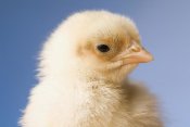 Michael Durham - Domestic Chicken, banty morph, hatchling