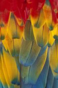 Michael Durham - Scarlet Macaw close-up of colorful feathers