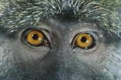 Michael Durham - Allen's Swamp Monkey detail of eyes, native to Africa
