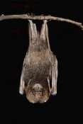 Michael Durham - Rodrigues Flying Fox roosting, native to Rodrigues Island