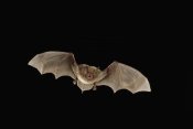 Michael Durham - Southeastern Myotis bat flying at night, Big Thicket National Preserve, Texas