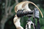 Gerry Ellis - Black-faced Vervet Monkeys playing on camera and tripod, Barbados