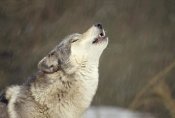 Gerry Ellis - Timber Wolf howling, temperate North America
