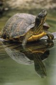 Gerry Ellis - Yellow-bellied Slider turtle, portrait, in water, North America
