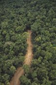 Gerry Ellis - New logging road in virgin lowland tropical rainforest, east of Aird River Delta, Kikori Basin, Papua New Guinea