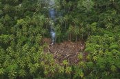 Gerry Ellis - Traditional slash and burn clearcut in virgin lowland tropical rainforest east of Aird River Delta, Kikori Basin, Papua New Guinea