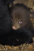 Suzi Eszterhas - Black Bear 7 week old cub in den