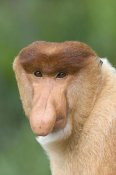 Suzi Eszterhas - Proboscis Monkey male, Sabah, Malaysia
