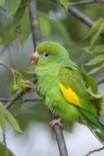 Suzi Eszterhas - Yellow-chevroned Parakeet, Pantanal, Brazil