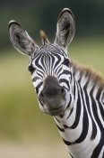 Suzi Eszterhas - Burchell's Zebra portrait, Masai Mara, Kenya