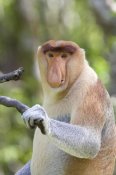 Suzi Eszterhas - Proboscis Monkey dominant male, Sabah, Malaysia