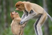 Suzi Eszterhas - Proboscis Monkey juveniles playing, Sabah, Malaysia