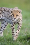 Suzi Eszterhas - Cheetah 6 month old cub, Masai Mara National Reserve, Kenya