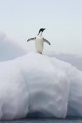 Suzi Eszterhas - Adelie Penguin standing on iceberg, Paulet Island, Antarctica