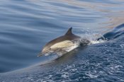 Suzi Eszterhas - Long-beaked Common Dolphin porpoising, Baja California, Mexico