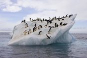 Suzi Eszterhas - Adelie Penguin flock on iceberg near Paulet Island, Antarctica