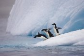 Suzi Eszterhas - Adelie Penguin trio diving off iceberg, Paulet Island, Antarctica