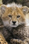Suzi Eszterhas - Cheetah ten to twelve week old cub portrait, Maasai Mara Reserve, Kenya