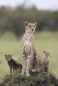 Suzi Eszterhas - Cheetah mother and eight to nine week old cubs, Maasai Mara Reserve, Kenya