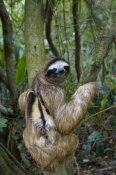 Suzi Eszterhas - Brown-throated Three-toed Sloth male, Aviarios Sloth Sanctuary, Costa Rica