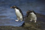 Suzi Eszterhas - Rockhopper Penguin hopping from rock to rock, New Island, Falkland Islands