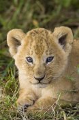 Suzi Eszterhas - African Lion five week old cub, vulnerable, Masai Mara National Reserve, Kenya