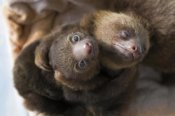 Suzi Eszterhas - Hoffmann's Two-toed Sloth orphaned babies, Aviarios Sloth Sanctuary, Costa Rica