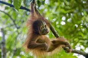 Suzi Eszterhas - Sumatran Orangutan nine month old baby playing in tree, north Sumatra, Indonesia