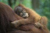 Suzi Eszterhas - Sumatran Orangutan two and a half year old baby sleeping on mother, north Sumatra, Indonesia