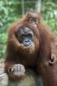 Suzi Eszterhas - Sumatran Orangutan mother and playful two and a half year old baby, north Sumatra, Indonesia