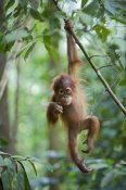 Suzi Eszterhas - Sumatran Orangutan one and a half year old baby dangling from tree branch, north Sumatra, Indonesia