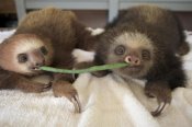 Suzi Eszterhas - Hoffmann's Two-toed Sloth orphaned babies sharing string bean, Aviarios Sloth Sanctuary, Costa Rica