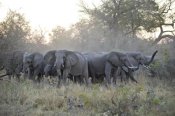 Suzi Eszterhas - African Elephant upset herd gathering after smelling blood from wild dog kill, Okavango Delta, Botswana