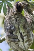 Suzi Eszterhas - Brown-throated Three-toed Sloth mother with newborn baby climbing tree, Aviarios Sloth Sanctuary, Costa Rica
