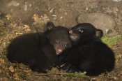 Suzi Eszterhas - Black Bear 7 week old cubs playing in den. One cub shows brown color phase while the other shows black color phase