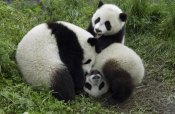 Katherine Feng - Three young pandas playing, Wolong Nature Reserve, China